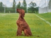 Contario Ode Incide Im Dancing