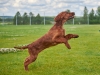 Contario Ode Incide Im Dancing