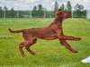 Contario Ode Incide Im Dancing