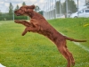 Contario Ode Incide Im Dancing