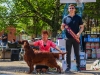 Contario Ode Florence дважды Best in Show Vetaran в Краснодаре!