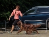 Contario Ode Florence дважды Best in Show Vetaran в Краснодаре!