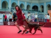 «ЛУЧШИЕ СОБАКИ РОССИИ / РКФ 2026» Contario Ode Kantate