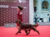 «ЛУЧШИЕ СОБАКИ РОССИИ / РКФ 2026» Contario Ode Kantate