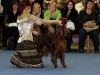 Contario Ode Winconta, Finnish Winner Show 2011, CAC, CC, CACIB, BOB