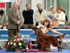 Россия 2011, Contario Ode Winconta - CAC, CACIB, BOB, Best in Group - I