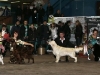 Украина, Харьков 2011, Contario Ode Winconta - CAC, CACIB, BOB, Best in Group - I