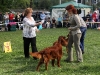 Contario Ode Capella, 14 месяцев, г. Клин, 2*BBJ, 2*BOB, 2*BIG-I, 2*Best in Show Juniors, R.Best in Show, Best in Show - III