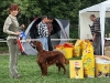 Contario Ode Capella, 14 месяцев, г. Клин, 2*BBJ, 2*BOB, 2*BIG-I, 2*Best in Show Juniors, R.Best in Show, Best in Show - III