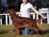 "Владимир - 2012", Afrodita My Princess For Contario Ode - CAC, Чемп. РКФ, CACIB, BOB, Best in Group - I, "Лучшая охотничья собака выставки - II"