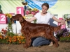 "Владимир - 2012", Afrodita My Princess For Contario Ode - CAC, Чемп. РКФ, CACIB, BOB, Best in Group - I, "Лучшая охотничья собака выставки - II"