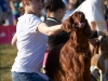 "Владимир - 2012", Afrodita My Princess For Contario Ode - CAC, Чемп. РКФ, CACIB, BOB, Best in Group - I, "Лучшая охотничья собака выставки - II"