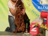 "Владимир - 2012", Afrodita My Princess For Contario Ode - CAC, Чемп. РКФ, CACIB, BOB, Best in Group - I, "Лучшая охотничья собака выставки - II"