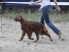 "Владимир - 2012", Afrodita My Princess For Contario Ode - CAC, Чемп. РКФ, CACIB, BOB, Best in Group - I, "Лучшая охотничья собака выставки - II"