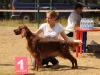 "Владимир - 2012", Afrodita My Princess For Contario Ode - CAC, Чемп. РКФ, CACIB, BOB, Best in Group - I, "Лучшая охотничья собака выставки - II"