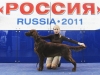 Лучший щенок, «Россия-2011»