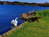 Linlithgow Lake