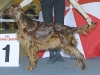 Dioskury Driada, R.CAC, R.CACIB, Eurasia 2007