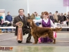 Contario Ode Capella - Лучшая собака монопородной выставки Ирландских сеттеров в 2013