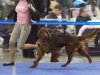 Евразия -  2012, Fansett Secret Contario Ode - Best Junior Dog