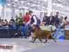 Eurasia 2013, Contario Ode Capella - 2*CAC, 2*R.CACIB Judges Hana Ahrens and Hans Rosenberg