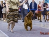 Eurasia 2013, Contario Ode Capella - 2*CAC, 2*R.CACIB Judges Hana Ahrens and Hans Rosenberg