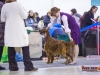 Eurasia 2013, Contario Ode Capella - 2*CAC, 2*R.CACIB Judges Hana Ahrens and Hans Rosenberg