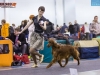 Eurasia 2013, Contario Ode Capella - 2*CAC, 2*R.CACIB Judges Hana Ahrens and Hans Rosenberg