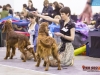 Eurasia 2013, Contario Ode Capella - 2*CAC, 2*R.CACIB Judges Hana Ahrens and Hans Rosenberg