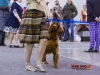 Eurasia 2013, Contario Ode Capella - 2*CAC, 2*R.CACIB Judges Hana Ahrens and Hans Rosenberg