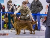 Eurasia 2013, Contario Ode Capella - 2*CAC, 2*R.CACIB Judges Hana Ahrens and Hans Rosenberg