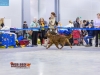 Eurasia 2013, Contario Ode Capella - 2*CAC, 2*R.CACIB Judges Hana Ahrens and Hans Rosenberg