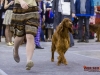 Eurasia 2013, Contario Ode Capella - 2*CAC, 2*R.CACIB Judges Hana Ahrens and Hans Rosenberg