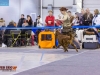 Eurasia 2013, Contario Ode Capella - 2*CAC, 2*R.CACIB Judges Hana Ahrens and Hans Rosenberg