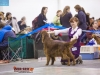 Eurasia 2013, Mult.Sh.Ch. Contario Ode Winconta - R.CAC, CAC, CACIB, Best Breed Bitch Judges Hana Ahrens and Hans Rosenberg