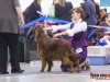 Eurasia 2013, Mult.Sh.Ch. Contario Ode Winconta - R.CAC, CAC, CACIB, Best Breed Bitch Judges Hana Ahrens and Hans Rosenberg