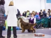 Eurasia 2013, Mult.Sh.Ch. Contario Ode Winconta - R.CAC, CAC, CACIB, Best Breed Bitch Judges Hana Ahrens and Hans Rosenberg