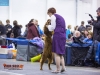 Eurasia 2013, Mult.Sh.Ch. Contario Ode Winconta - R.CAC, CAC, CACIB, Best Breed Bitch Judges Hana Ahrens and Hans Rosenberg