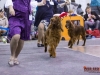 Eurasia 2013, Mult.Sh.Ch. Contario Ode Winconta - R.CAC, CAC, CACIB, Best Breed Bitch Judges Hana Ahrens and Hans Rosenberg