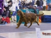 Eurasia 2013, Mult.Sh.Ch. Contario Ode Winconta - R.CAC, CAC, CACIB, Best Breed Bitch Judges Hana Ahrens and Hans Rosenberg