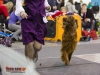 Eurasia 2013, Mult.Sh.Ch. Contario Ode Winconta - R.CAC, CAC, CACIB, Best Breed Bitch Judges Hana Ahrens and Hans Rosenberg