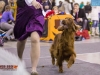 Eurasia 2013, Mult.Sh.Ch. Contario Ode Winconta - R.CAC, CAC, CACIB, Best Breed Bitch Judges Hana Ahrens and Hans Rosenberg