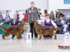 Eurasia 2013, Mult.Sh.Ch. Contario Ode Winconta - R.CAC, CAC, CACIB, Best Breed Bitch Judges Hana Ahrens and Hans Rosenberg (from the right)