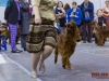 Eurasia 2013, Mult.Sh.Ch. Contario Ode Winconta - R.CAC, CAC, CACIB, Best Breed Bitch Judges Hana Ahrens and Hans Rosenberg