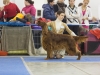 Contario Ode Caprice - 2*CW, 2*CAC, R.CACIB