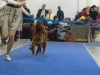 Contario Ode Caprice - 2*CW, 2*CAC, R.CACIB