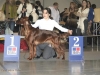 BITCHES INTERMEDIATE CLASS - Dioskury Image Ready - CW, CAC, 4th best breed bitch вл. Терентьева, Екатеринбург