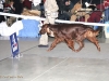 DOGS INTERMEDIATE CLASS - Dioskury Islander - CW, CAC, CACIB, BOS вл. Шиколаева, Москва