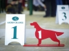 Irish Setter Club Speciality 2013, Moscow