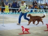 Irish Setter Club Speciality 2013, Moscow, Contario Ode Capella - CW, CC, 3d Best Bitch